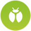 Inseto